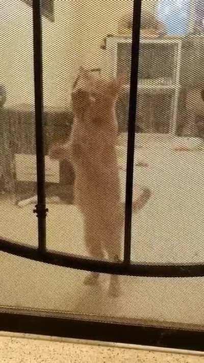 Cat.