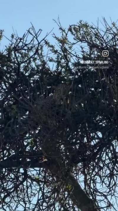 🔥Trees bear leopards🐆