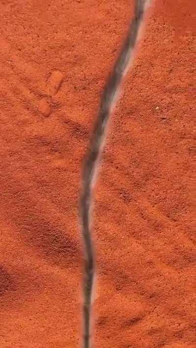 🔥 Caterpillar joining the march head to tail to find the soft soil to pupate...