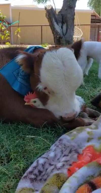 Baby cow and Chicken being bros...