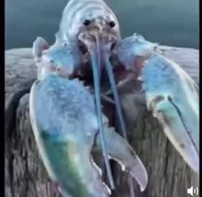 Blue lobster JUMPSCARE *Scary*