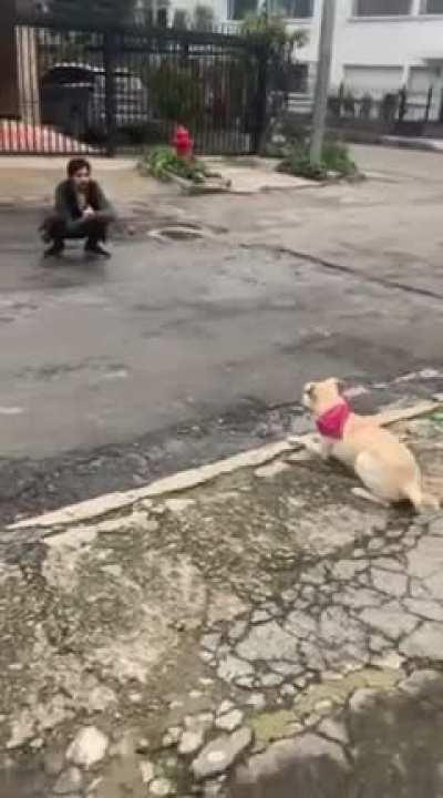 Proud of my street-proof off-leash pup. She's 8 months old, my first dog, and we've come a long way together! BRAGS!