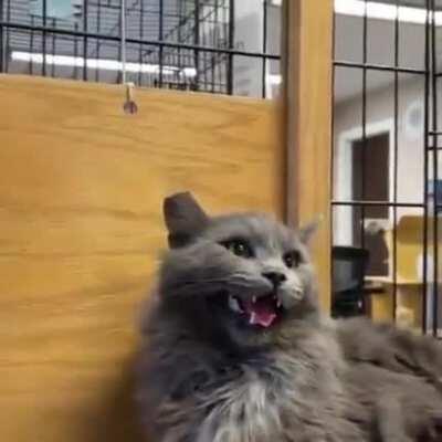 Man earns the trust of a cat