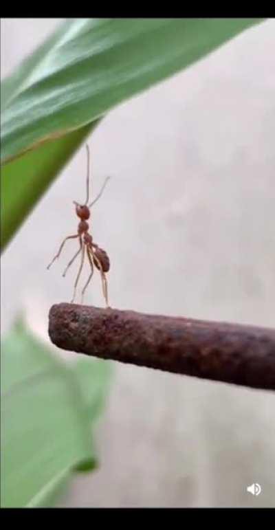 Did they just......?