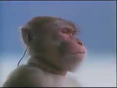 Contemplando.macaco ao som de guts theme