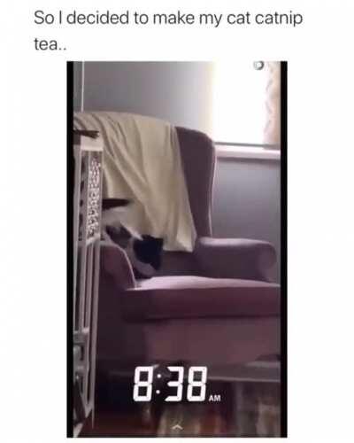 Решила дать коту кошачий чай (последнее правильно перевёл?)