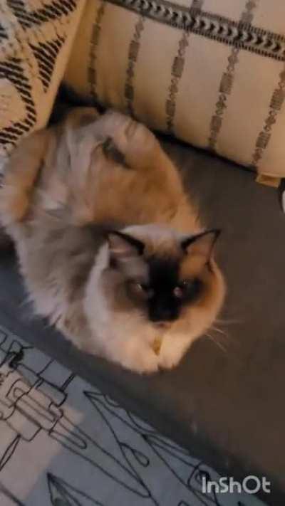 A Momo trill compilation 💖