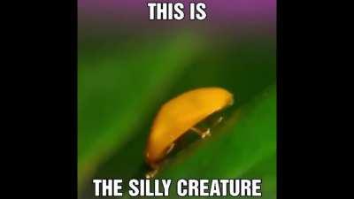 Look at this funny bug