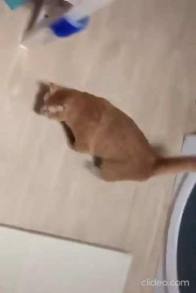 Cat Running.....