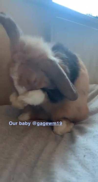 Must. Make. Self. Look. Pretty. 🐰