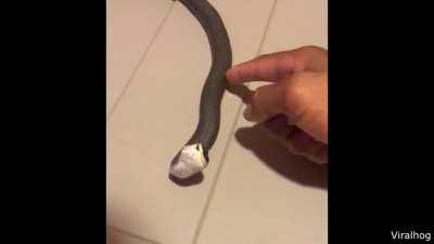 Saw this clip of a snake in a Daily Dose of Internet video and I just had to make this meme LOL