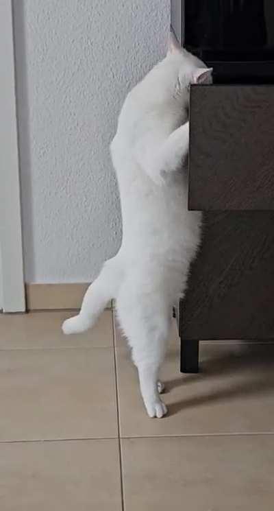 Yoshi shakes his belly