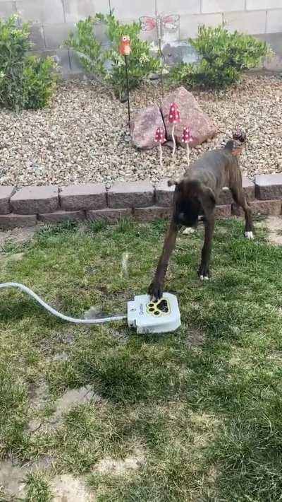 He's doing the best he can!