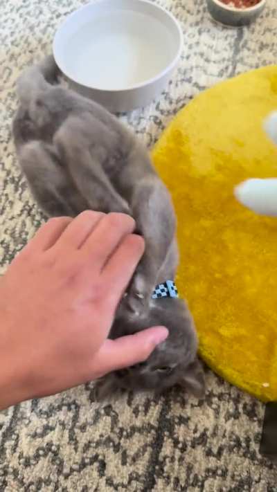 Disembowel My Hand Tiny Predator