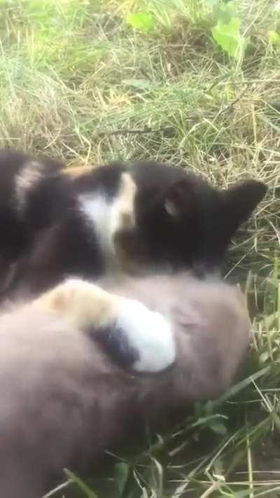 to get a fierce feline to protect the garden