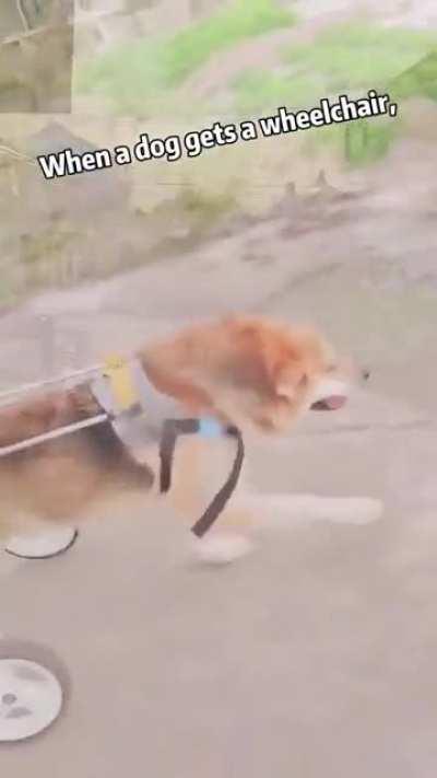 When a dog gets a wheelchair..
