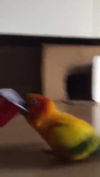 My parrot has gone completely mad! 😂