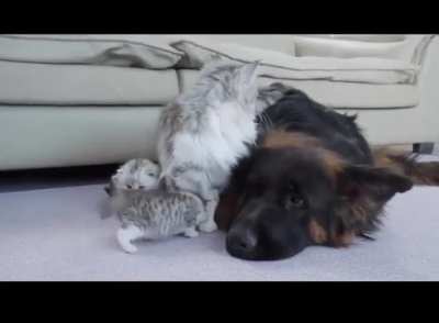 German shephard is a friend