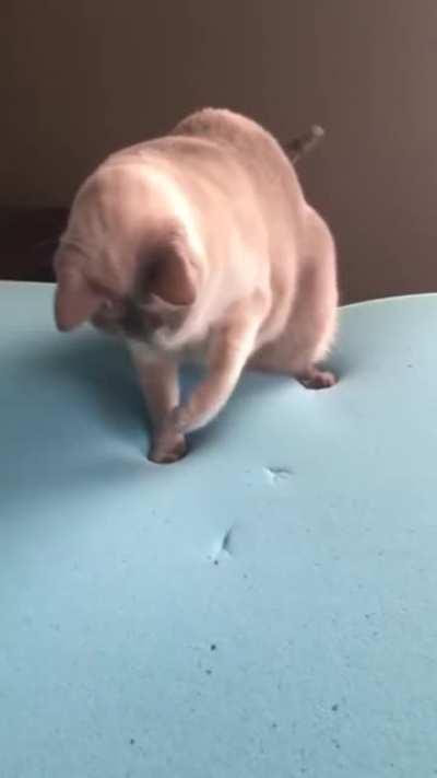 Memory foam. Made me smile when he checked his paws