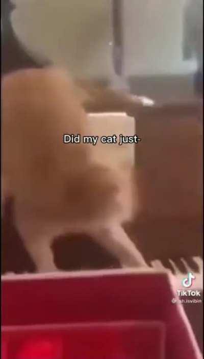 Pianist cat