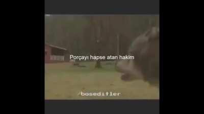 Porçay ve Yan Caman başarısız oldu =(