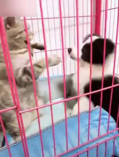 Cat headbutts doggo in a Hell in the Cell match