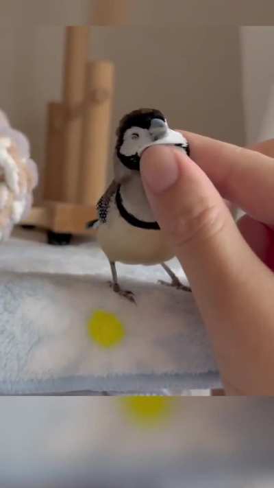 cuteness overload on this smol Owl finch bird <3