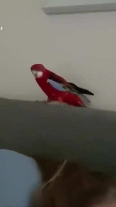 Birb