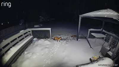 Red foxes - ON Canada