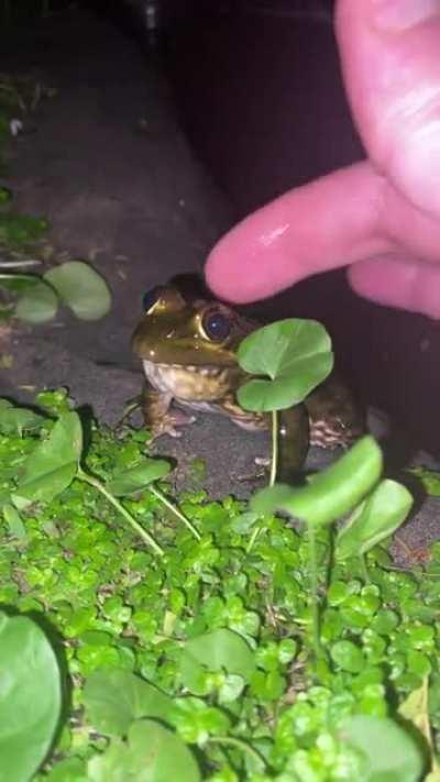 Another video of this amazing little friendly froggy! He literally comes jumping when I call him. I’ve never seen anything like this before.