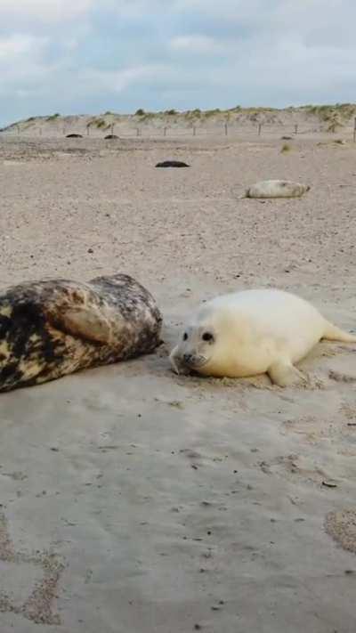 Grey seal pup and mother, Helgoland 🥰