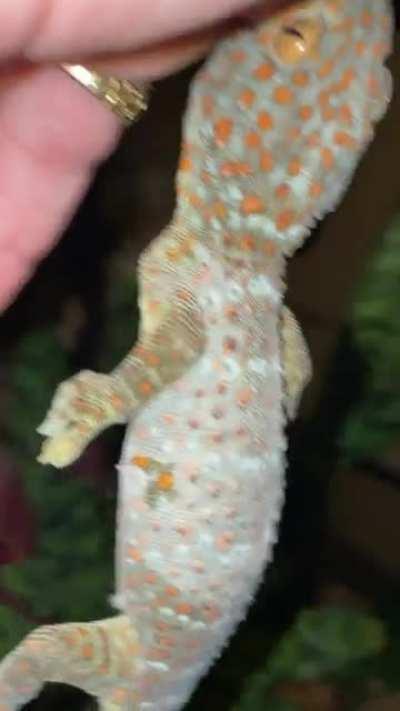 2 hours of lockjaw fun with this guy