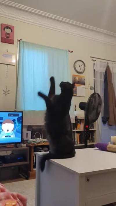 Velvet has started doing this thing where she puts her paws in the air and finally caught her doing it