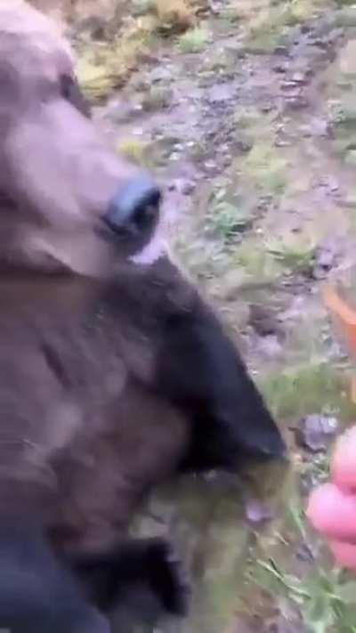 Man pOisONS BeAR tHen JumpS oN Him