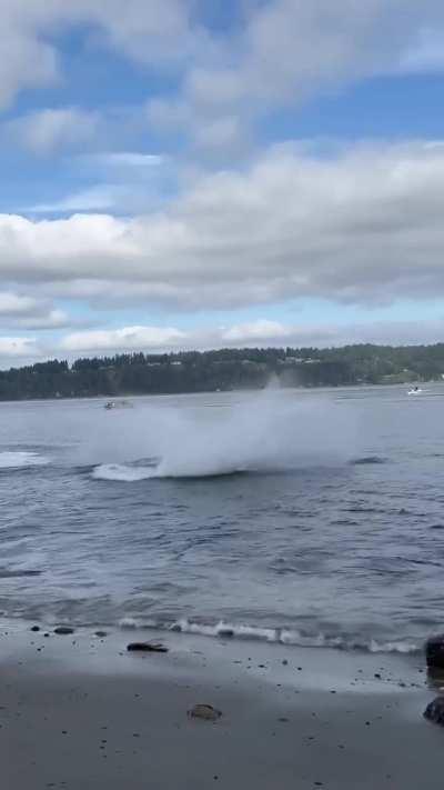 Orcas letting the seals know the water's 