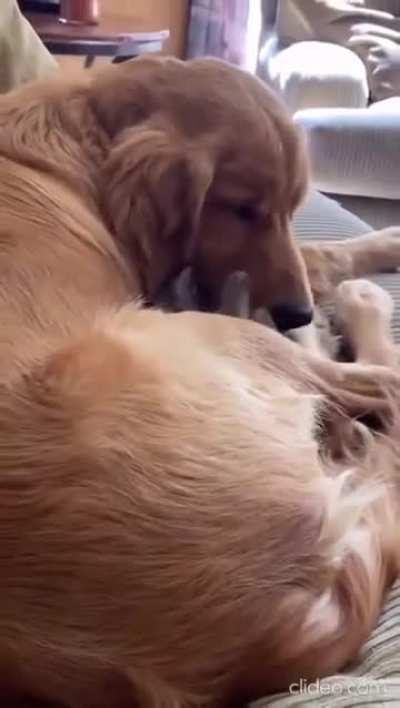 Kitty knows where the warms are