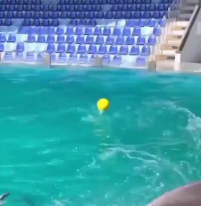 This Dolphin has insane football skills and should be in a Sidemen video