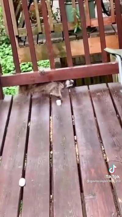 He just wanted a marshmallow