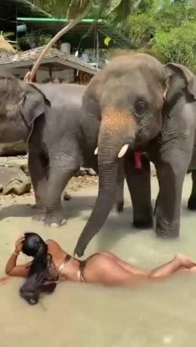 ¿Es tu trompa o estás feliz de verme?