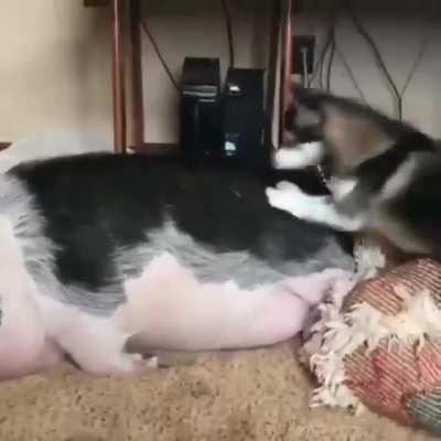 Doggie probably wants tenderised bacon