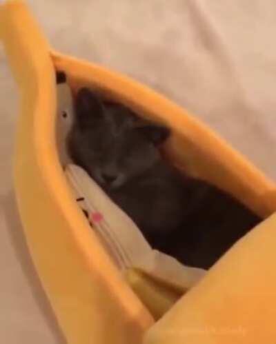 Banana sleeping chamber for the cåttø.