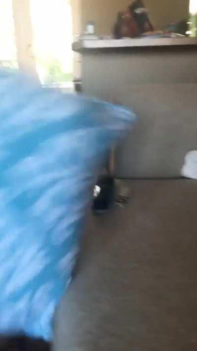 Just wanted to pet the cat...