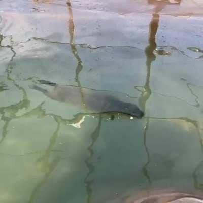 Video of Wesley swimming & walking