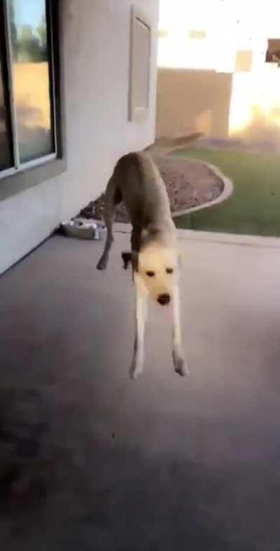 Pupper Excited To See His Favourite Dogsitter !