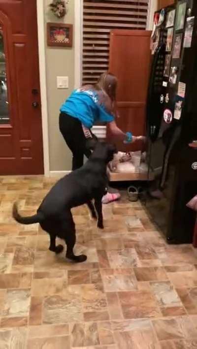 Dog goes slightly insane knowing the treats are coming.