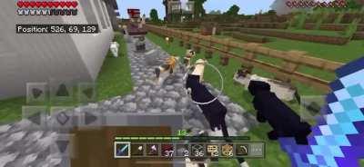 I think I have a little cat problem...