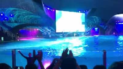 Favorite video I’ve ever taken from SeaWorld