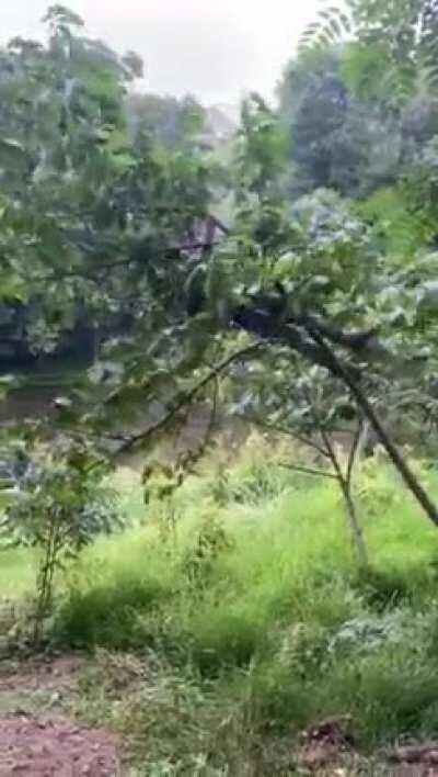 Climbing up a thin tree branch that can’t support your body weight