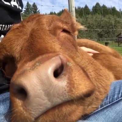 Resting Snoot on Lap