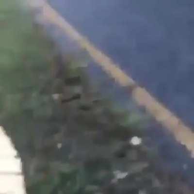 Guy throws gator into the lake